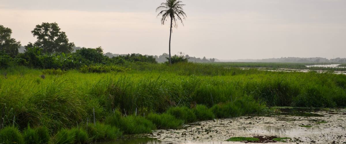 A river with a palm tree and dense green vegetation.