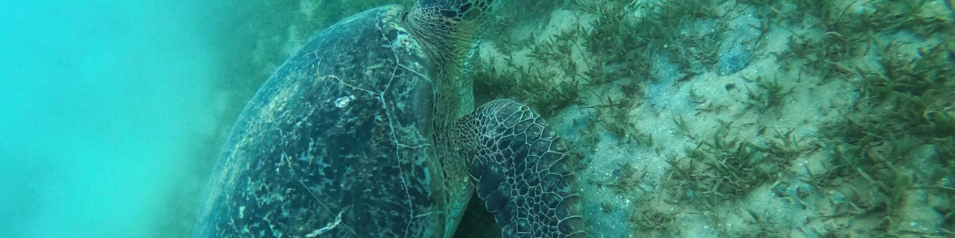 After having no look seeing a turtle in Thailand last year we finally got lucky and found one in Egypt. They really are amazing creatures. #portghalib #marsaalam #egypt #turtle #sea #vacation #holidays #travel #snorkeling #diving #gopro #hero7black #bvsquad #goodtimes #africa #Trovember