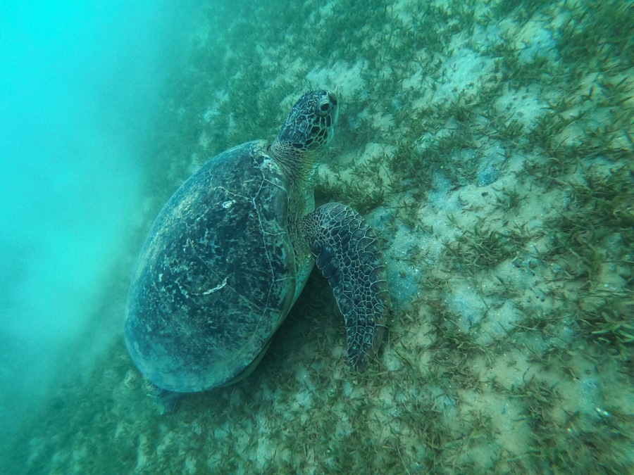 After having no look seeing a turtle in Thailand last year we finally got lucky and found one in Egypt. They really are amazing creatures. #portghalib #marsaalam #egypt #turtle #sea #vacation #holidays #travel #snorkeling #diving #gopro #hero7black #bvsquad #goodtimes #africa #Trovember