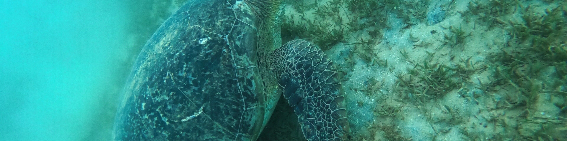 After having no look seeing a turtle in Thailand last year we finally got lucky and found one in Egypt. They really are amazing creatures. #portghalib #marsaalam #egypt #turtle #sea #vacation #holidays #travel #snorkeling #diving #gopro #hero7black #bvsquad #goodtimes #africa #Trovember