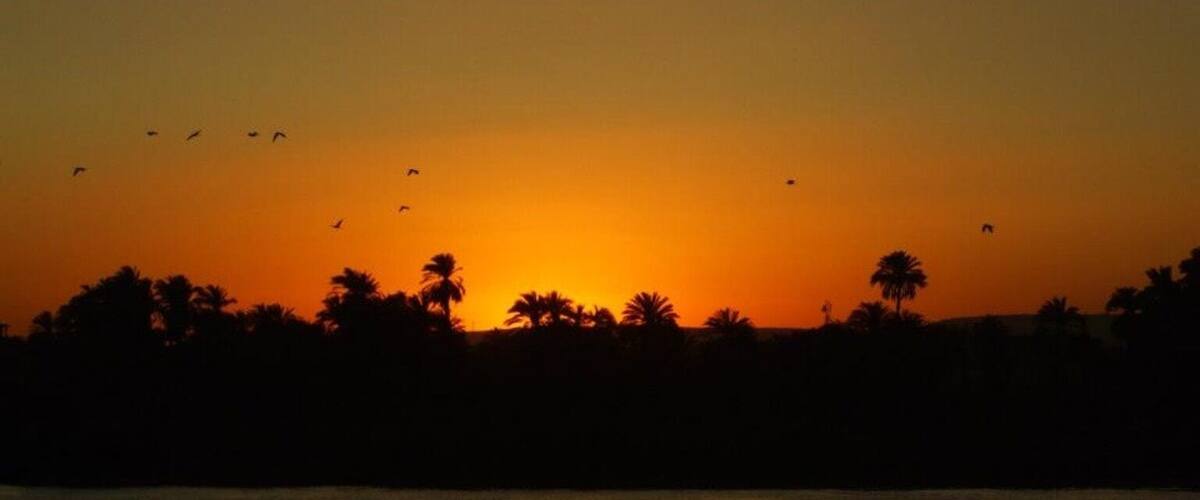 A sunset over a body of water with silhouettes of palm trees and birds flying.