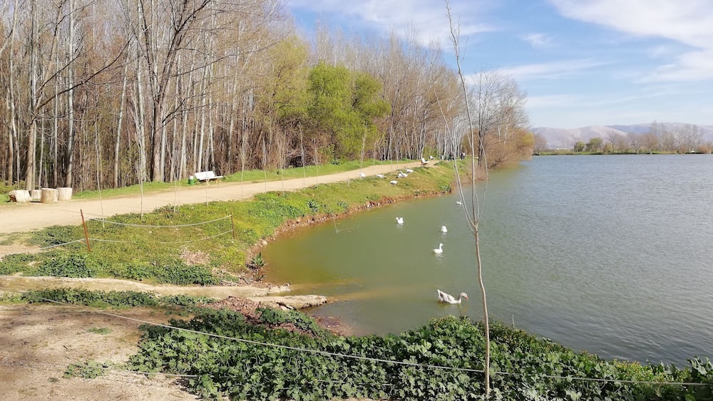 Un sentier paisible au bord du lac, où l’on peut observer des canards, le tout entouré d’arbres et de verdure.