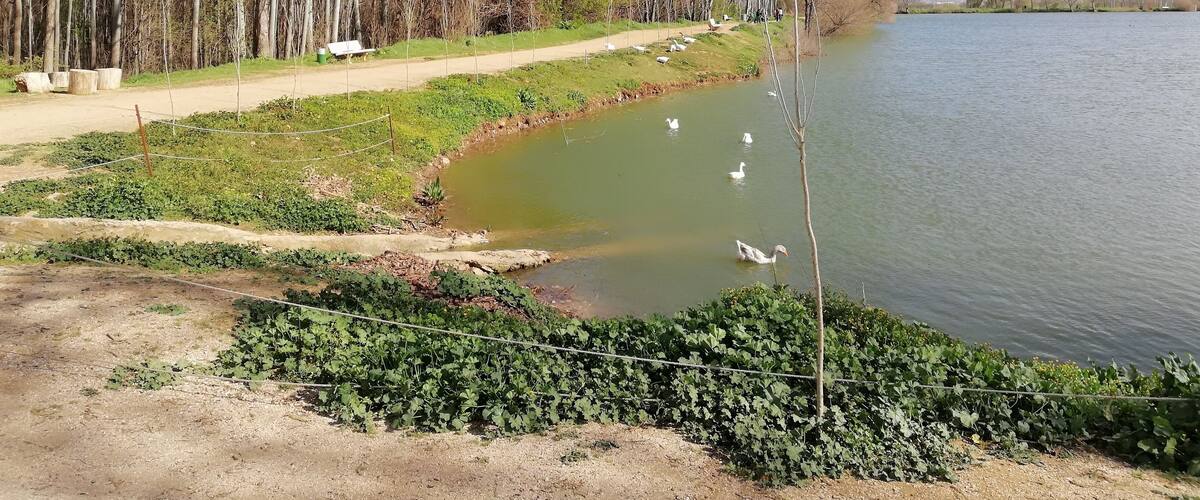 A serene lakeside path with ducks, surrounded by trees and greenery.