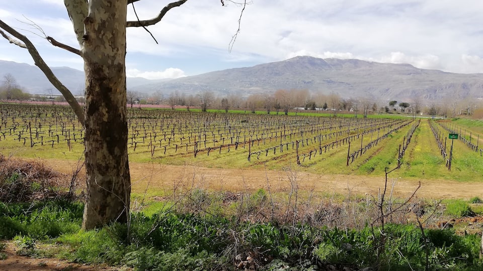 A vineyard with rows of grapevines, a tree in the foreground, and mountains in the background.