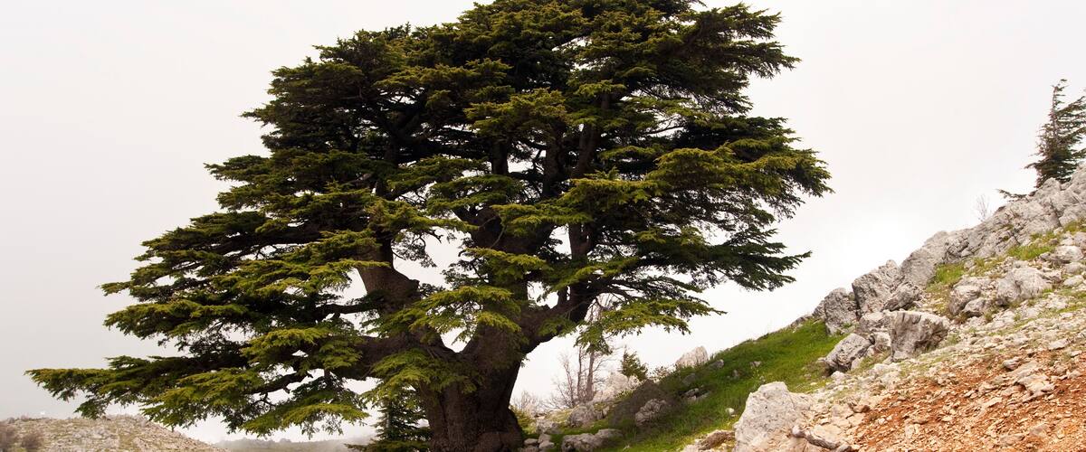 A large tree on a rocky hillside.