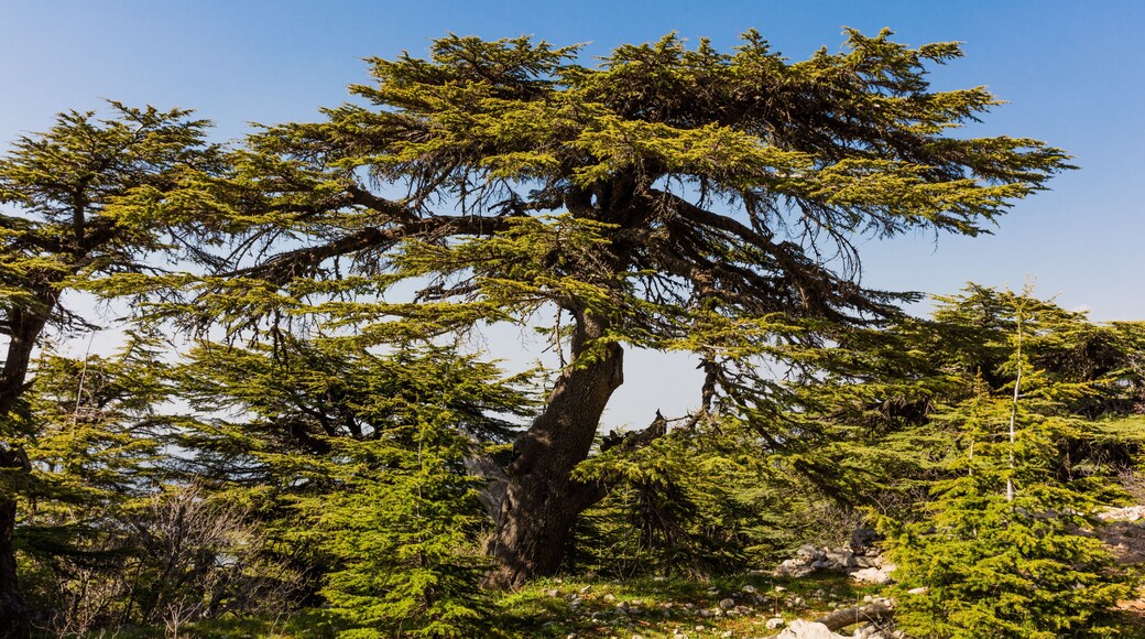 trees of Al Shouf Cedar Nature Reserve Barouk in mount Lebanon Middle east