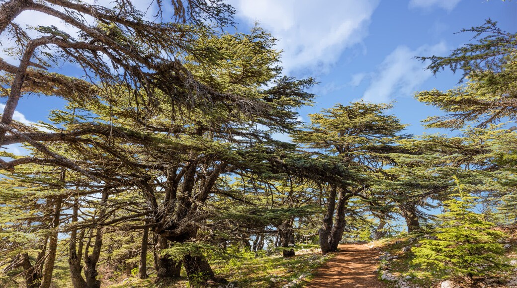 trees of Al Shouf Cedar Nature Reserve Barouk in mount Lebanon Middle east