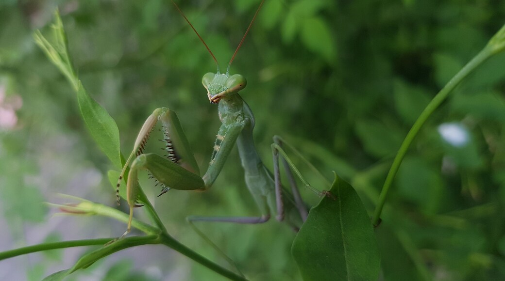 Natural nature in green