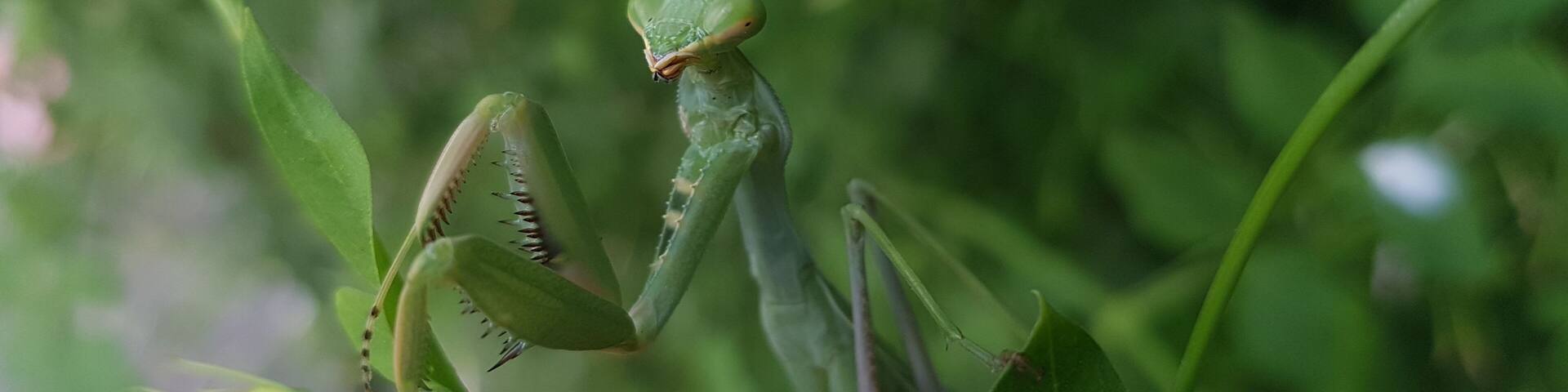 Natural nature in green