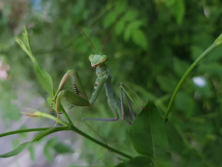 Natural nature in green
