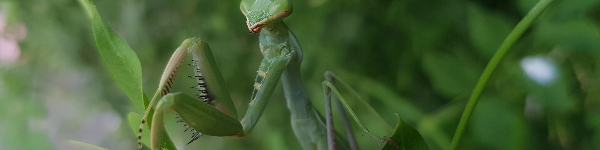 Natural nature in green
