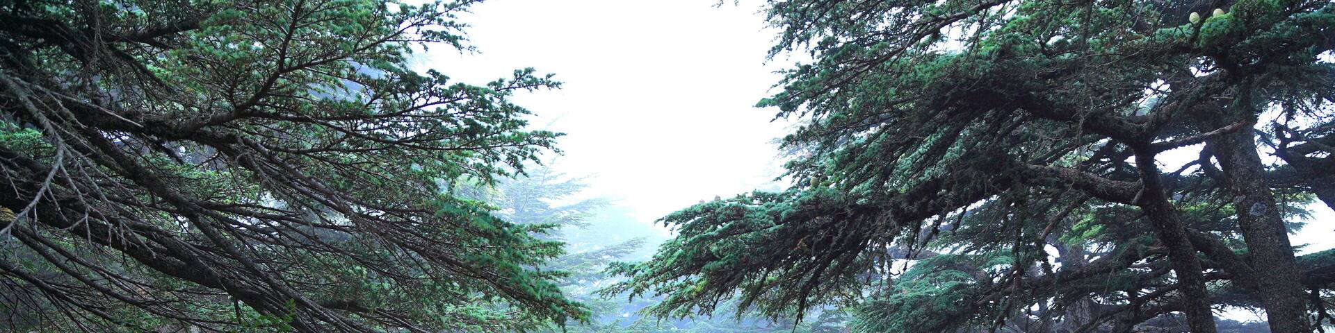 Cedar Forest on a misty day, Lebanon