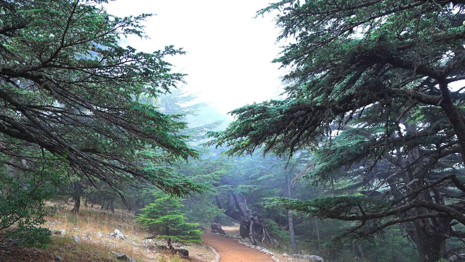 A forested trail with dense trees and a dirt path.