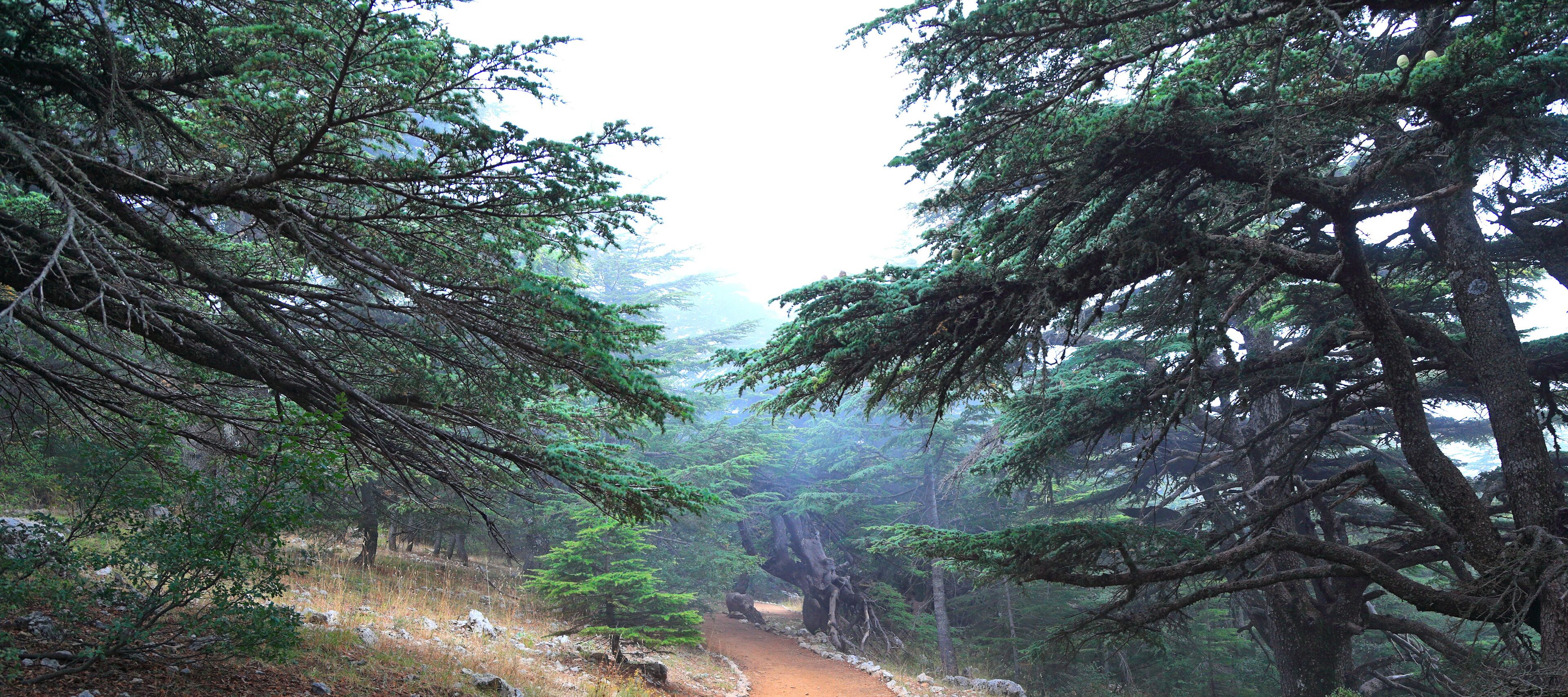 A forested trail with dense trees and a dirt path.