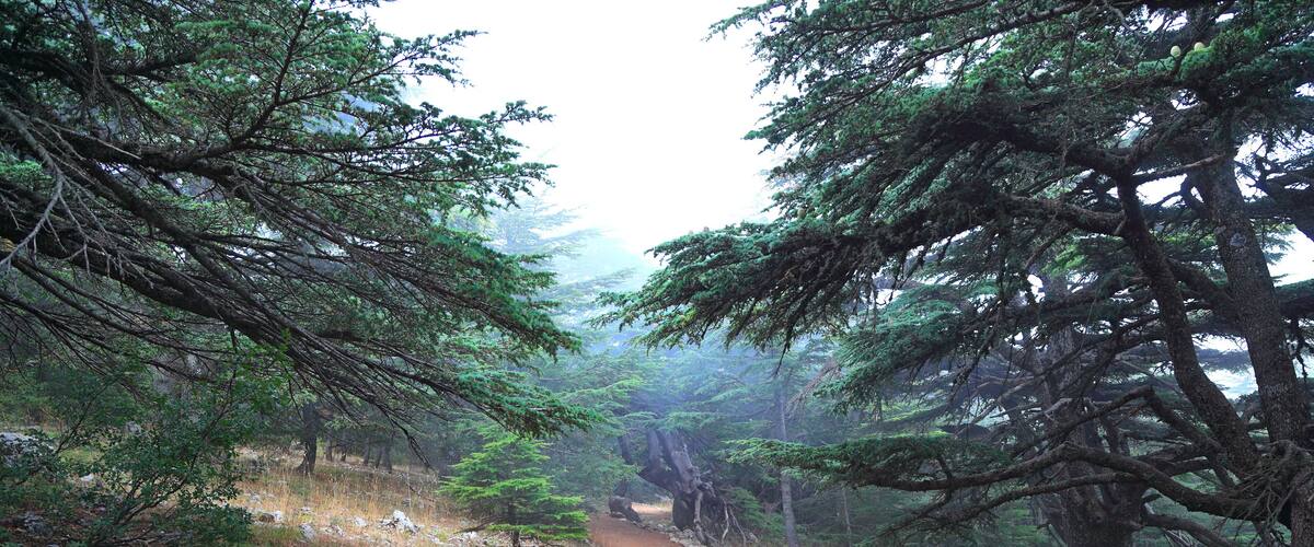 A forested trail with dense trees and a dirt path.