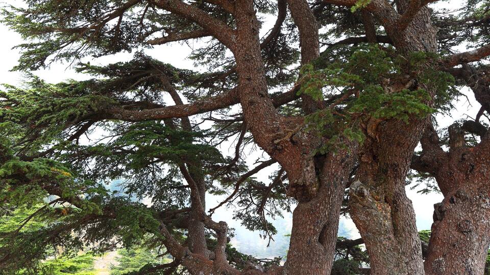 A large tree with a thick trunk and dense green foliage.