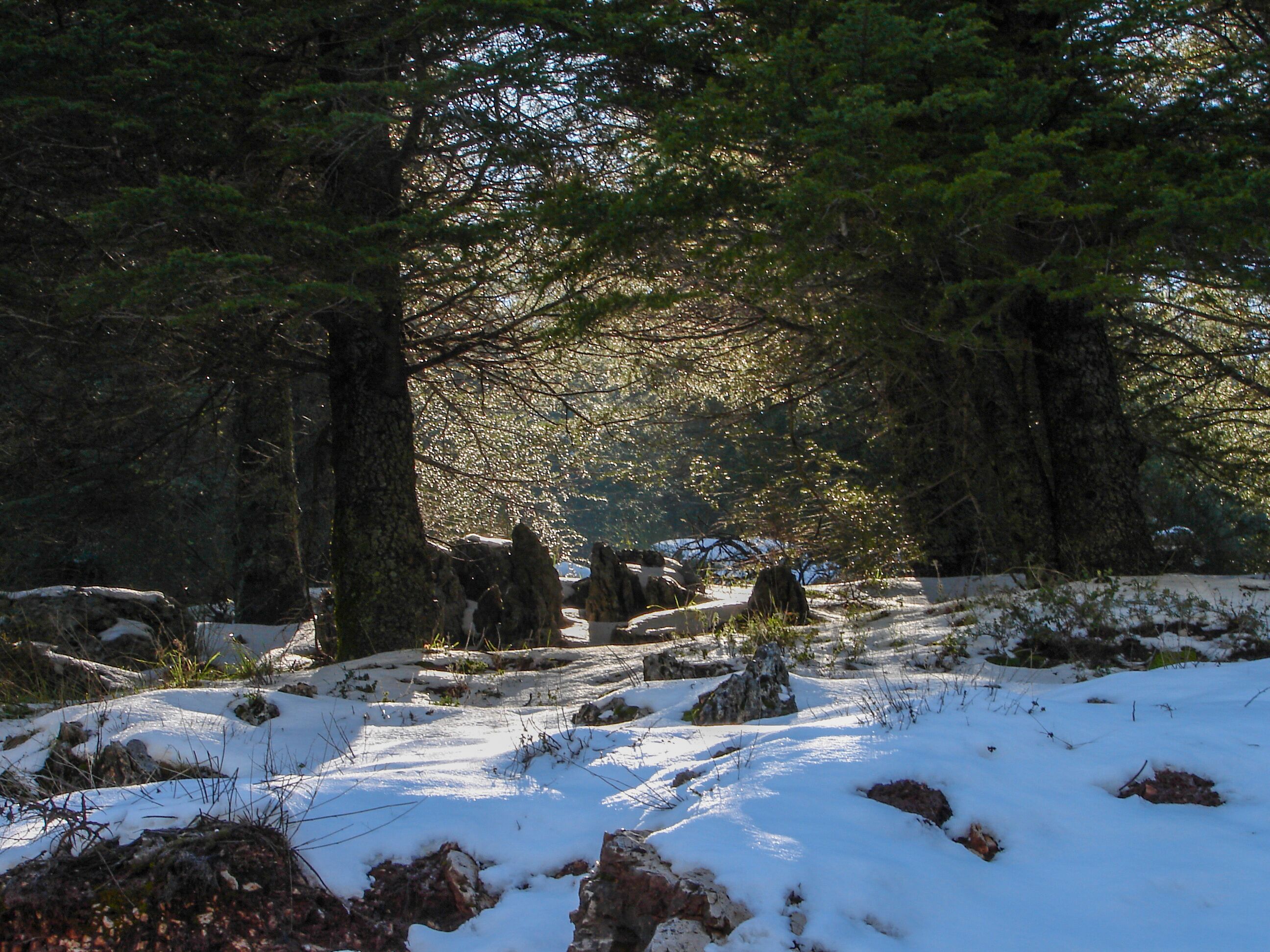 Arz al Barouk Lebanon cedars snow season