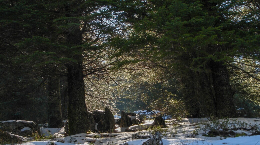 Arz al Barouk Lebanon cedars snow season