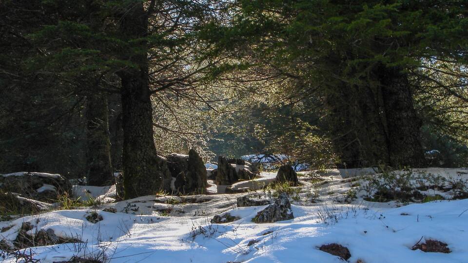 A snowy forest with large trees and rocks.