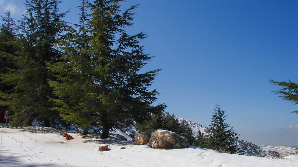 Arz al Barouk Lebanon cedars snow season