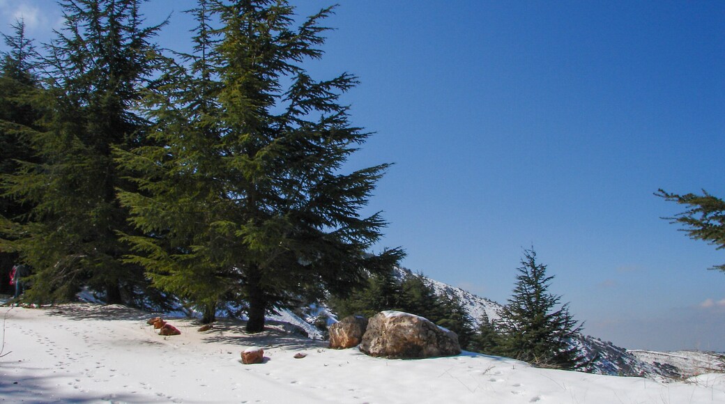 Arz al Barouk Lebanon cedars snow season
