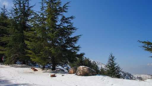 Arz al Barouk Lebanon cedars snow season