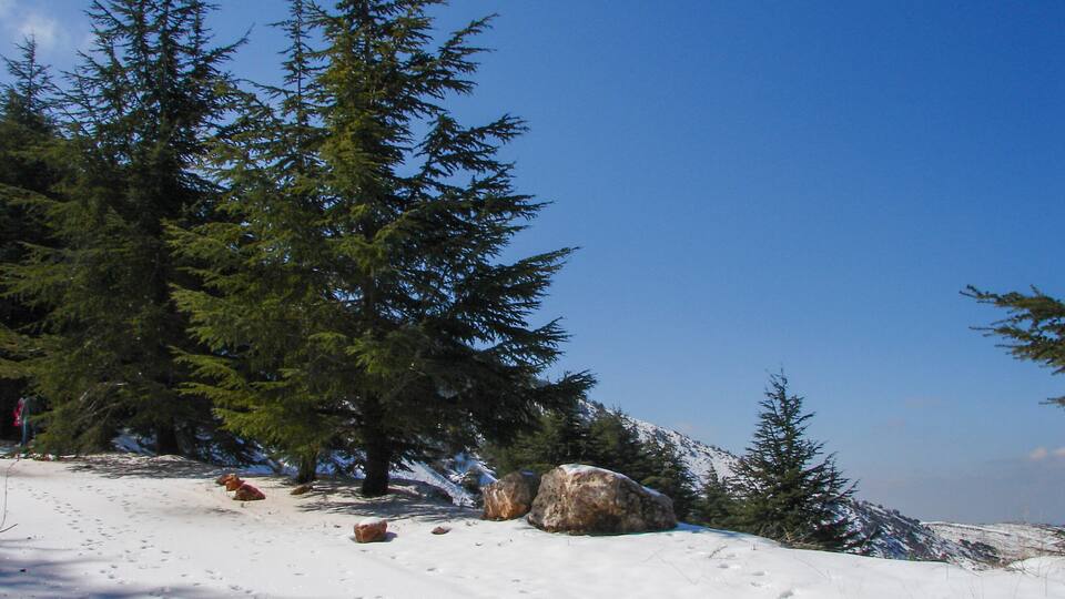 A snowy landscape with evergreen trees and large rocks.