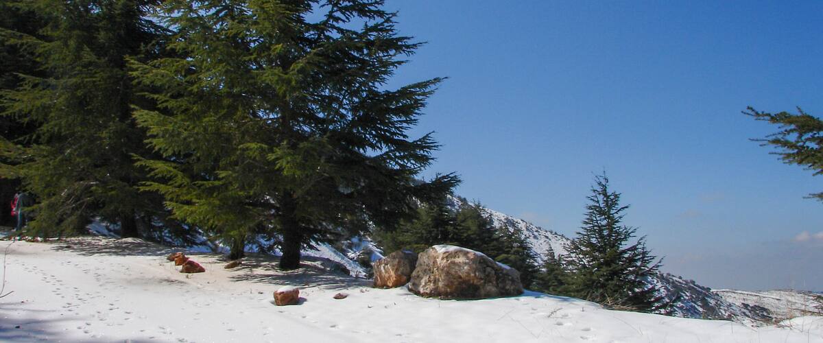 A snowy landscape with evergreen trees and large rocks.
