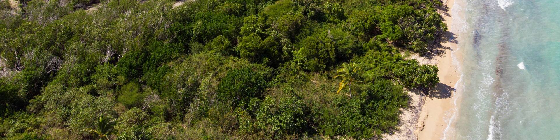 Mangrove beach in Caribbean