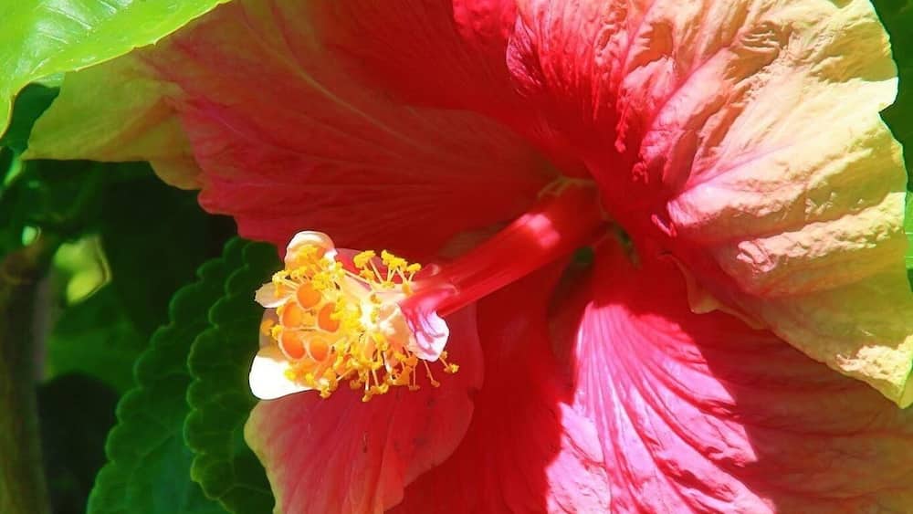 Hibiscus :nourriture préfÚre des colibris
