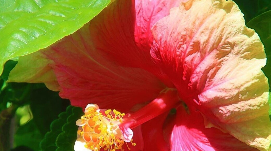Hibiscus :nourriture préfère des colibris