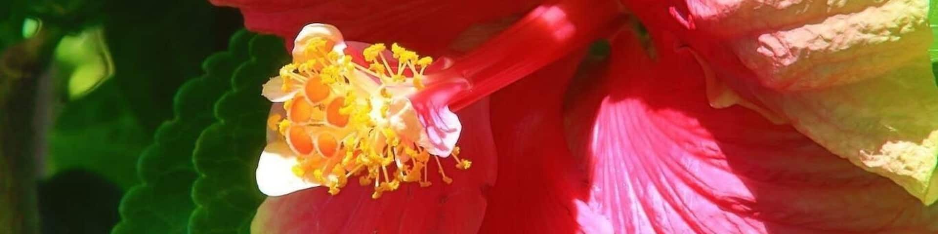 Hibiscus :nourriture préfÚre des colibris