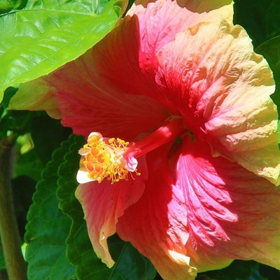 Hibiscus :nourriture préfère des colibris