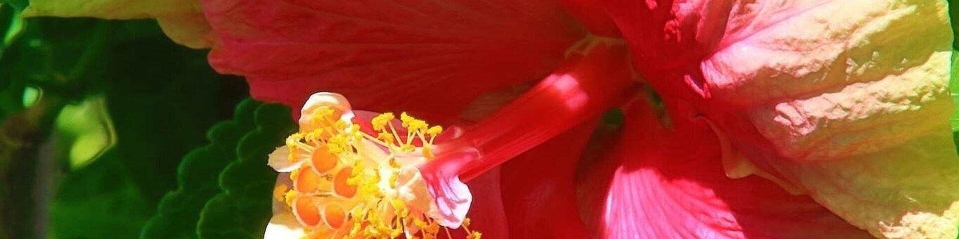 Hibiscus :nourriture préfère des colibris