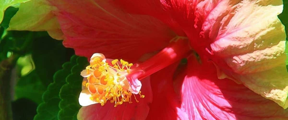A close-up of a pink and yellow hibiscus flower with green leaves in the background.