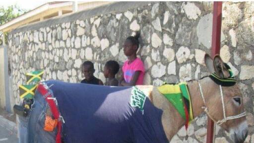 Only in Jamaica! A dressed up donkey displaying the Jamaican national flag in conjunction with the Nation 50th anniversary celebration of independence.