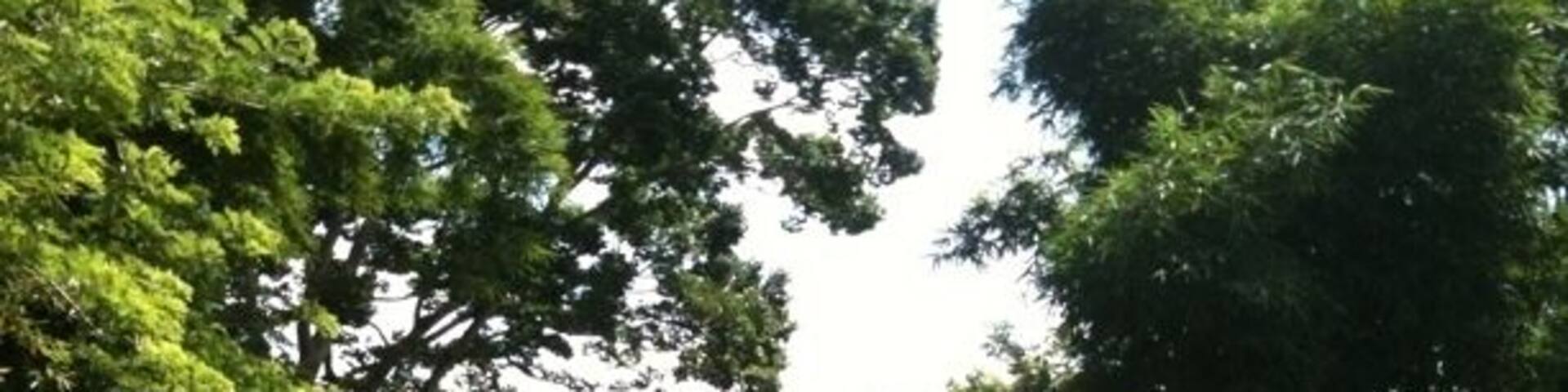 View of a pond in Darliston, JA. This pond is known by the locals for not have a bottom. And also mysteriously having mermaids.