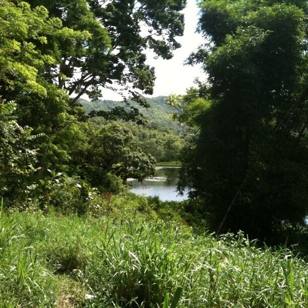 A river surrounded by dense greenery and trees.