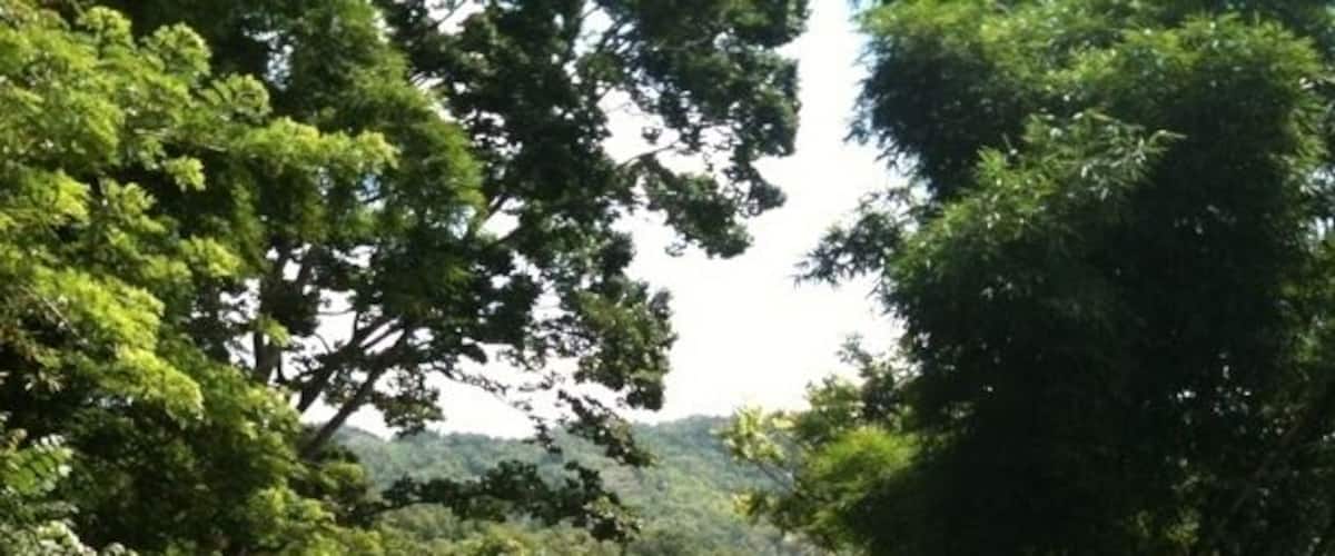 A river surrounded by dense greenery and trees.