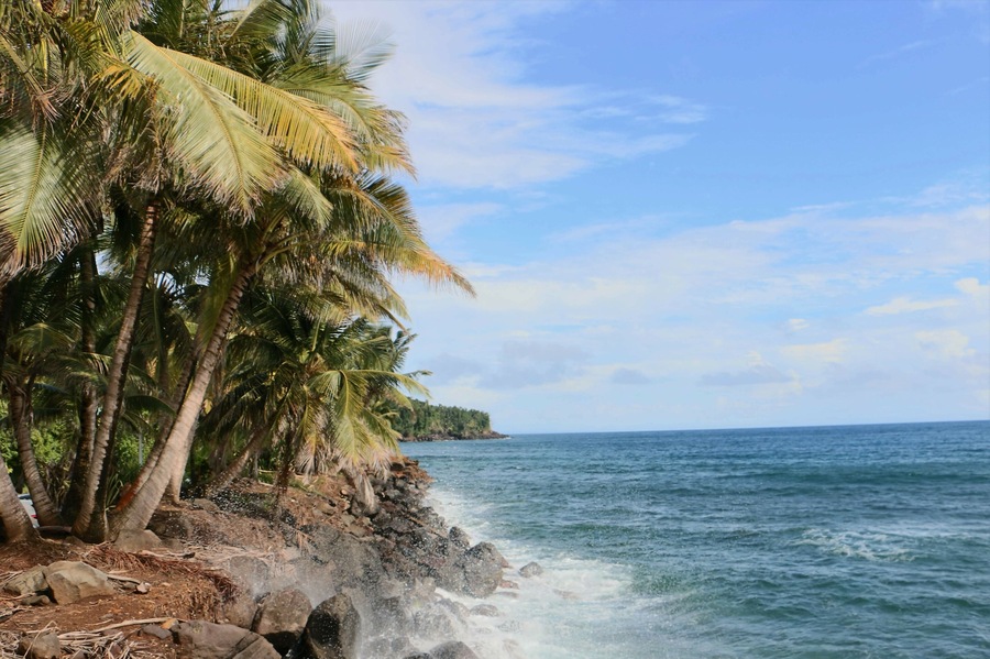 A beach with palm trees and rocky shoreline.