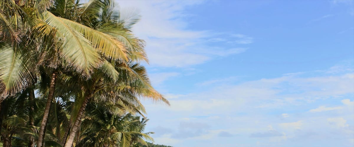 A beach with palm trees and rocky shoreline.