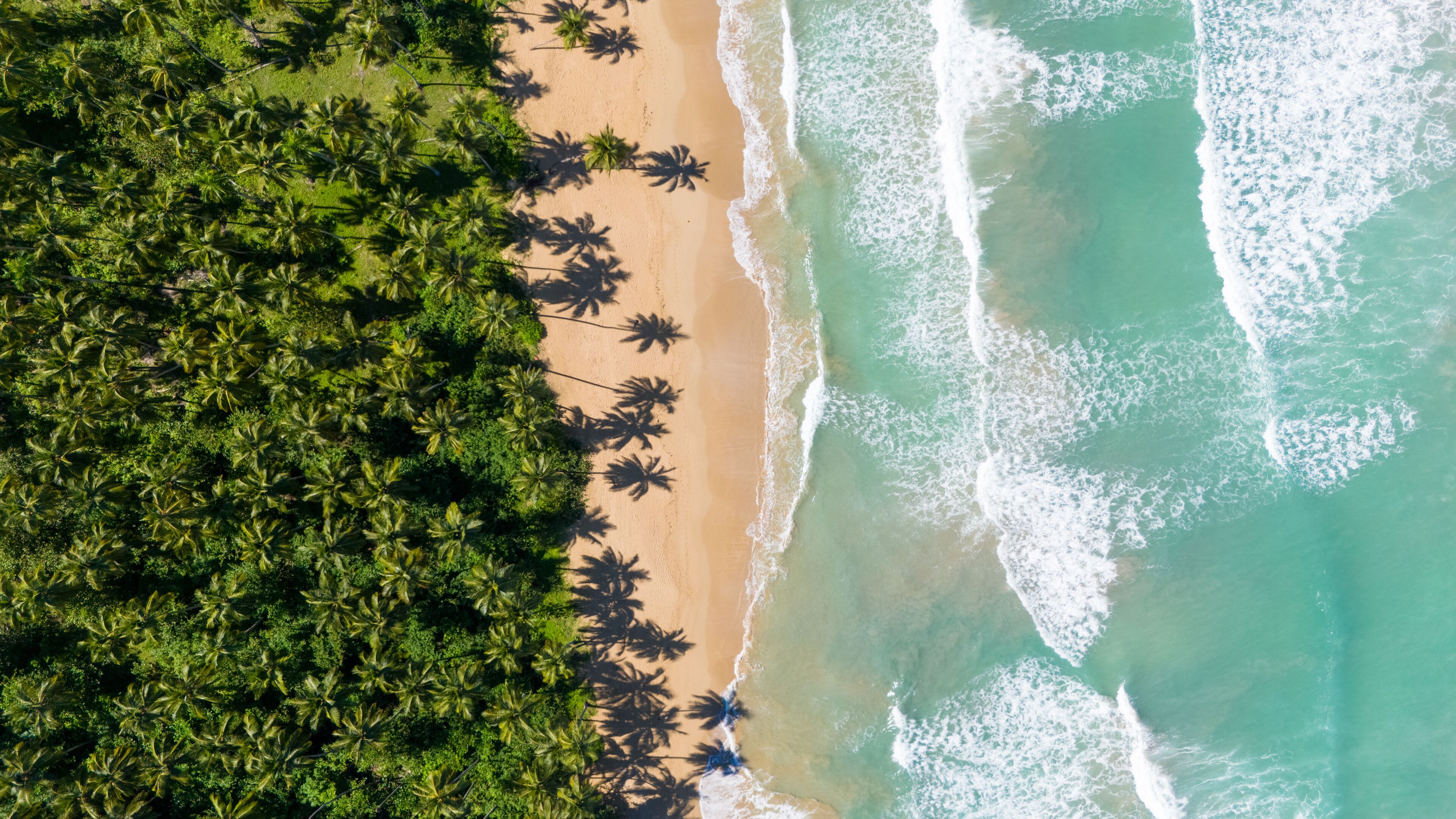 A beach with palm trees and turquoise waves.
