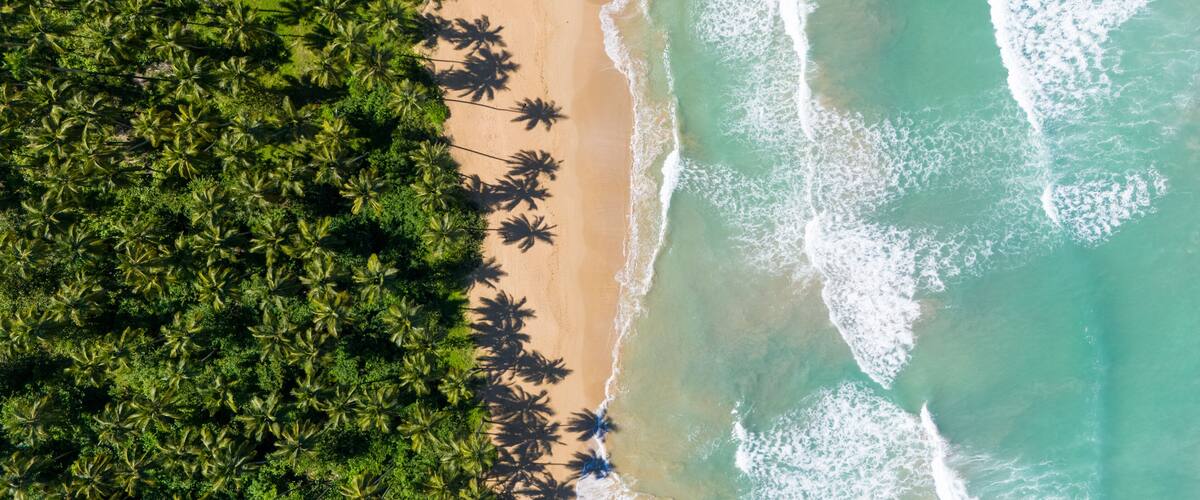A beach with palm trees and turquoise waves.