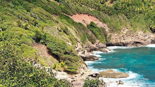 I love the windswept trees and bushes lining the eastern coast. Dominica is right in the heart of Hurricane Alley, and the vegetation here is built to withstand it. The last direct hit was 1995, but it was Hurricane David in 1979 that did the most damage - 145mph winds killed 56 people and left 75% of the island homeless.