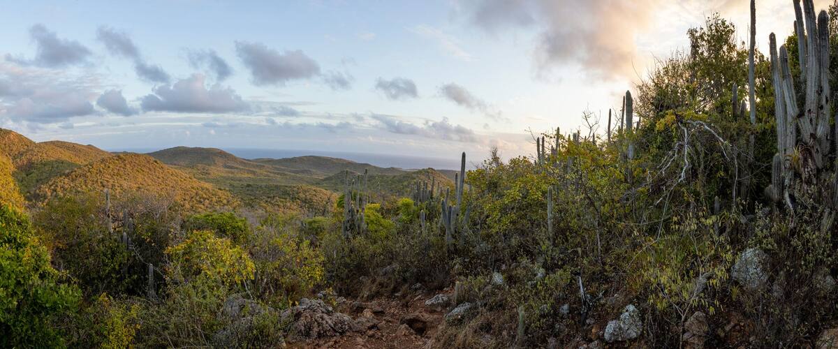 A mountainous landscape with dense vegetation and cacti.