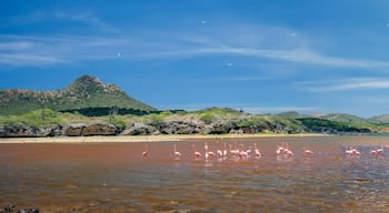 Washington Slagbaai National Park