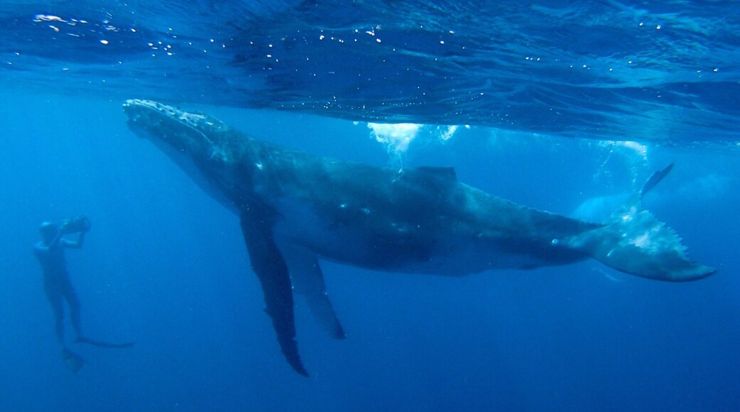 A baby Humpback whale poses for a photo off the coast of Uoleva Island, Ha’apai Group, Kingdom of Tonga. An unbelievable whale watching experience!