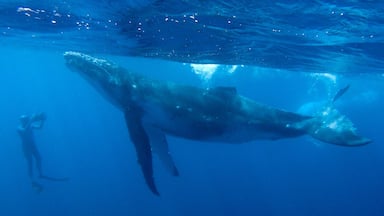 A large whale swimming underwater with divers observing.