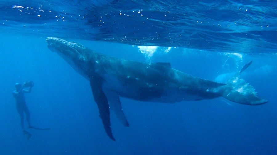 A baby Humpback whale poses for a photo off the coast of Uoleva Island, Ha’apai Group, Kingdom of Tonga. An unbelievable whale watching experience!