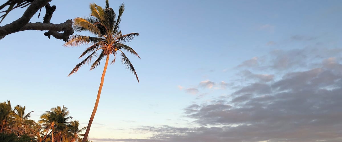 A beach with palm trees, a boat, and a clear sky.